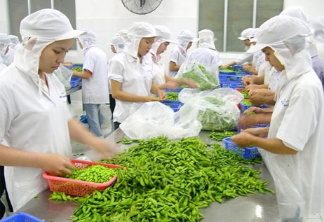 Nên đi Xklđ ngắn hạn hay đi Xklđ Nhật Bản dài hạn ?